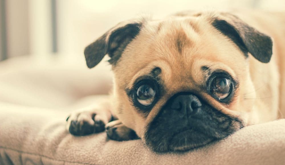 Home maintenance for pet owners: How can you keep your home clean and pet-friendly?
