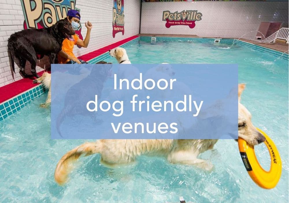 Indoor dog friendly venues in Dubai