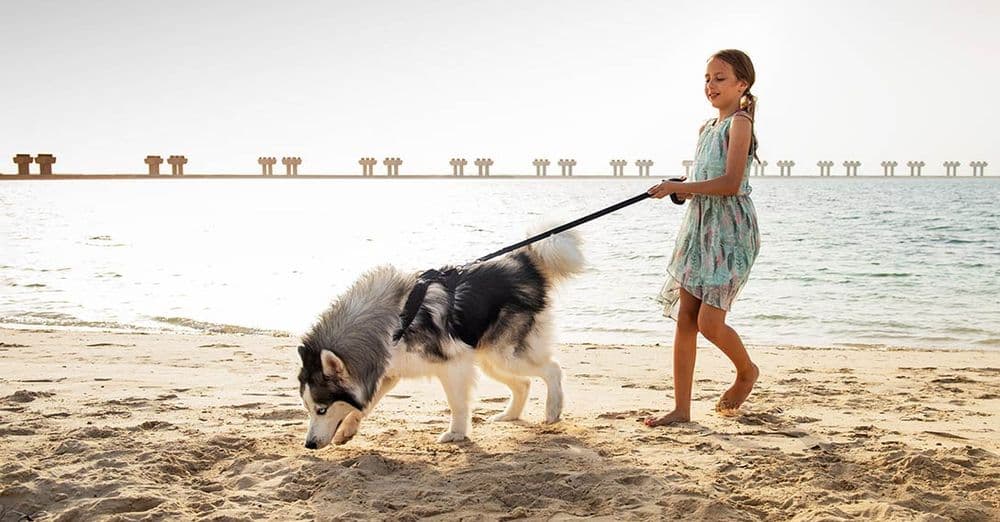 Top pet-friendly communities in Dubai